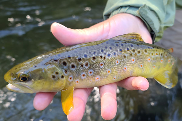 Brown Trout Turning Stones Fly Fishing