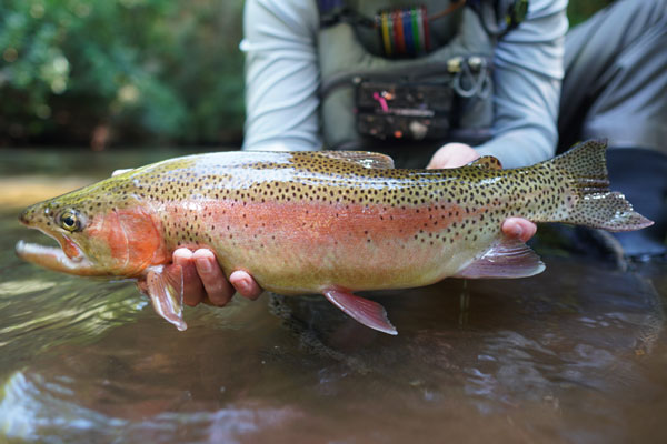 Rainbow Trout Turning Stones Fly Fishing