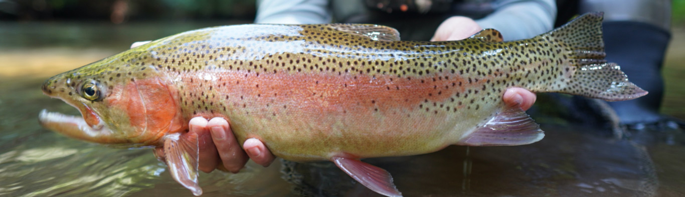 banner-blog Great Smoky Mountains Fishing Spots - Favorites