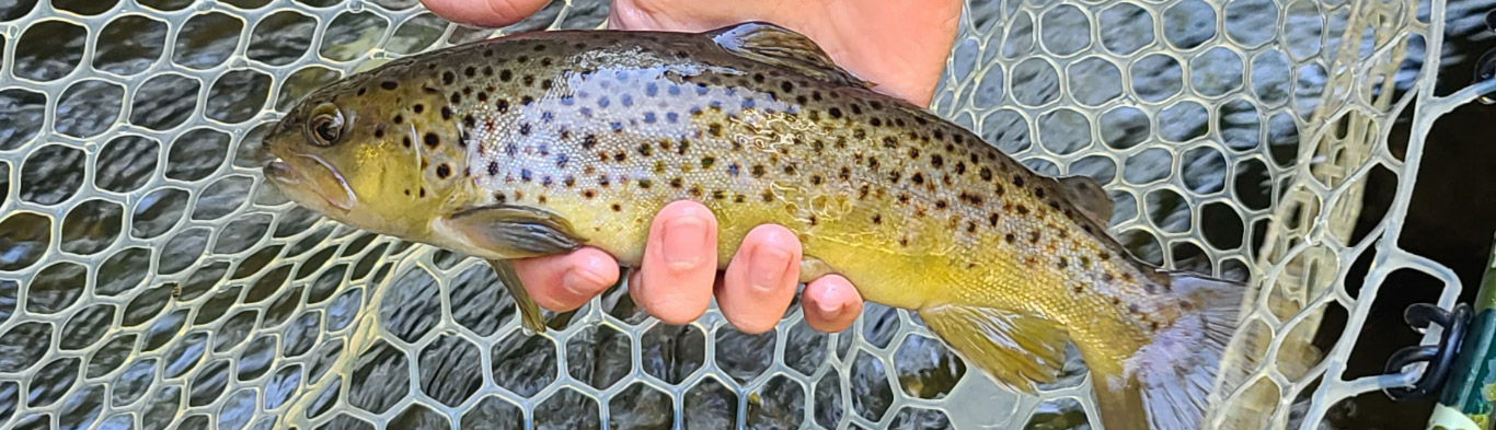 banner-guide-trips What To Bring On Your WNC Fly Fishing Trip