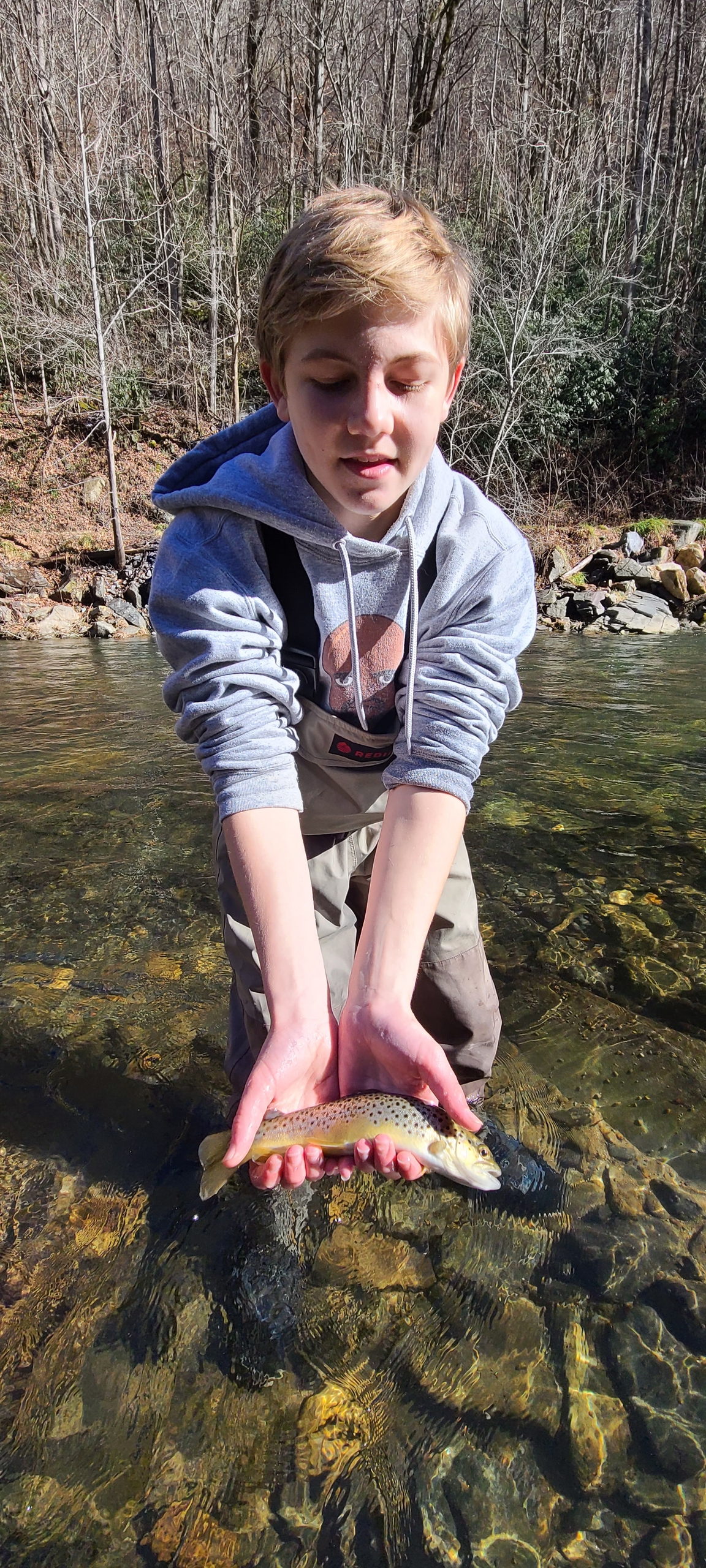 brown trout