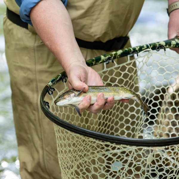 Catching fish in peace