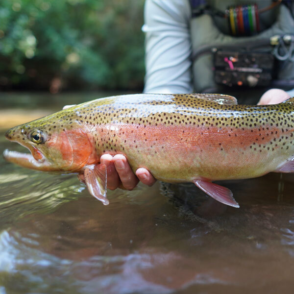Rainbow Trout Turning Stones Fly Fishing