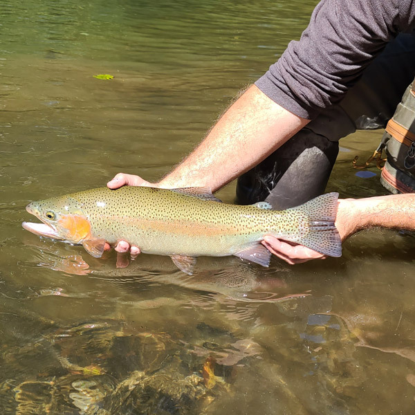 Rainbow Trout