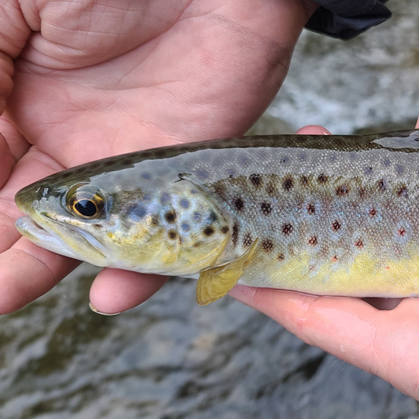 brown trout