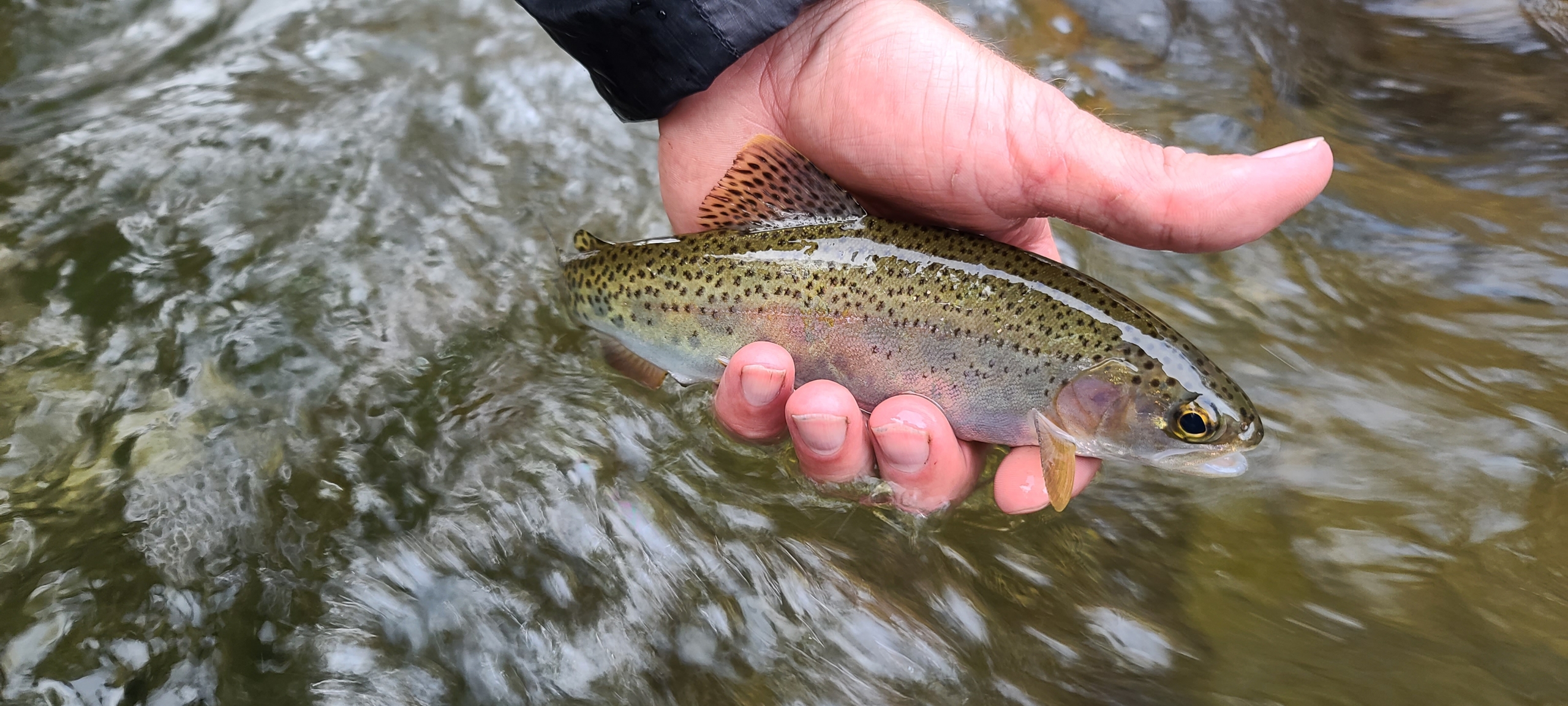 rainbow trout fly fishing clarksville