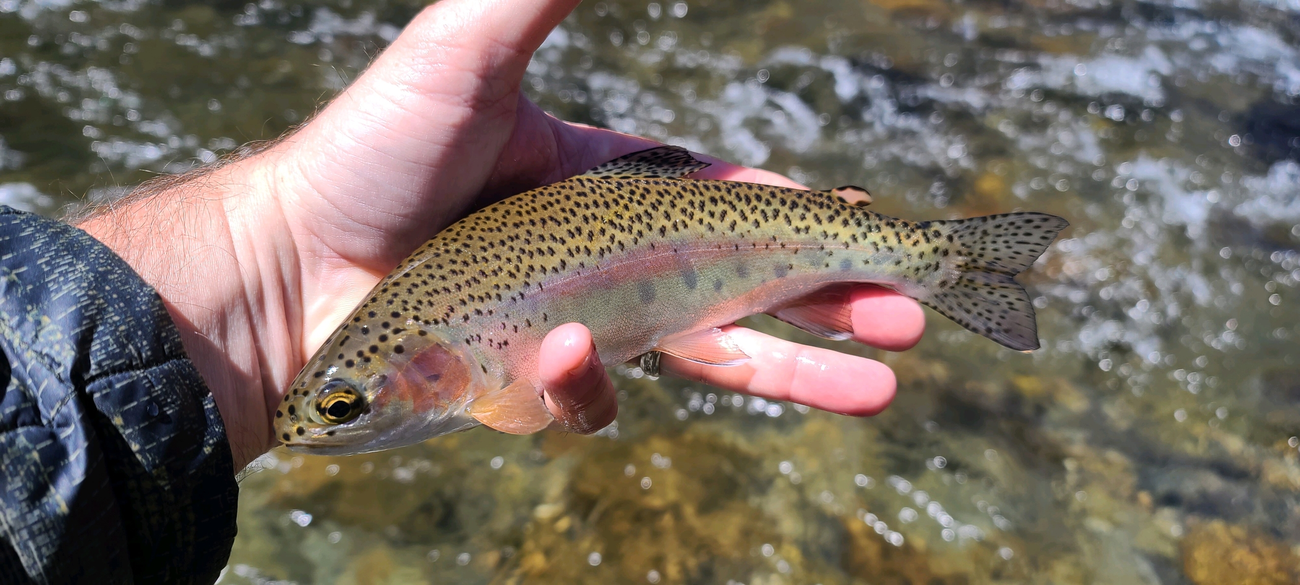 raven fork of the oconaluftee river rainbow