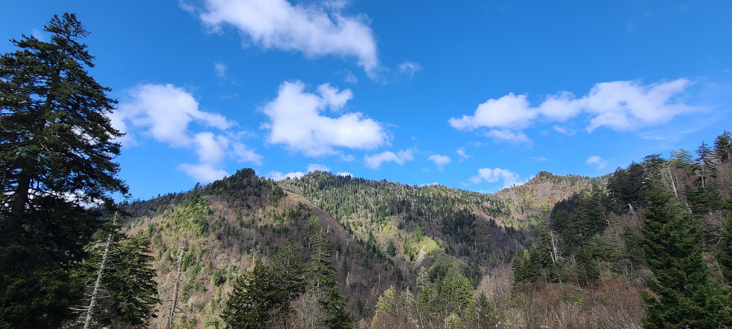 smokies