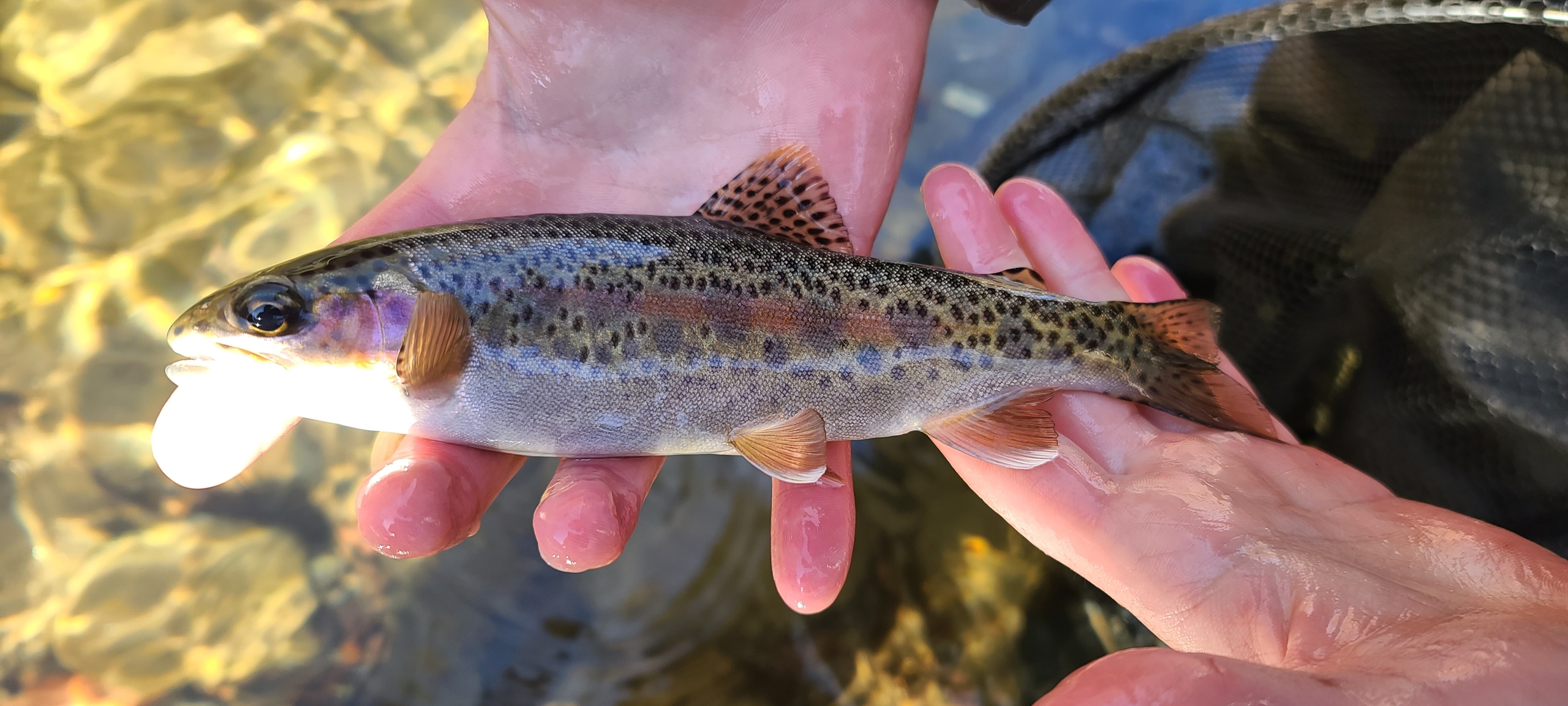 wild rainbow trout