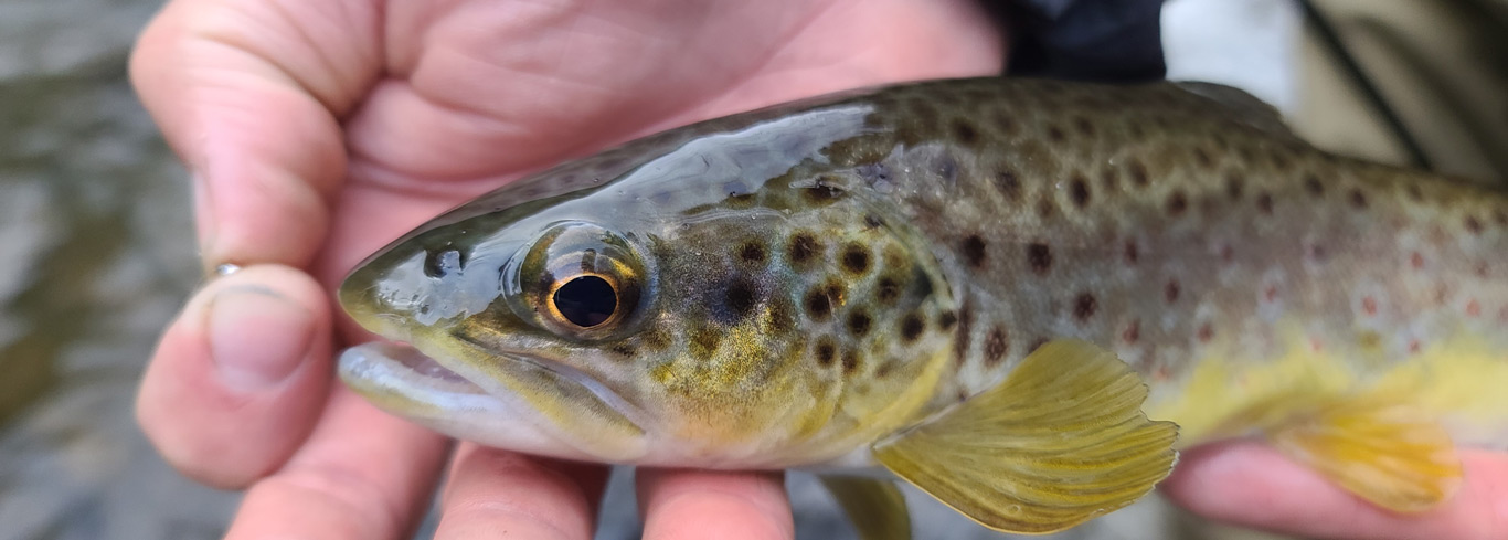 slider-turning-stones-fly-fishing-brown-trout-20201218_145146 Fly Fishing for Brown Trout | Highlands, NC