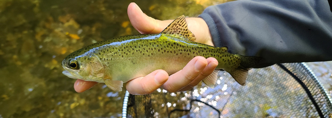 slider-turning-stones-fly-fishing-wild-rainbow-trout-20201001_124632 Rainbow Trout Fly Fishing Guided Trip |  Highlands, NC