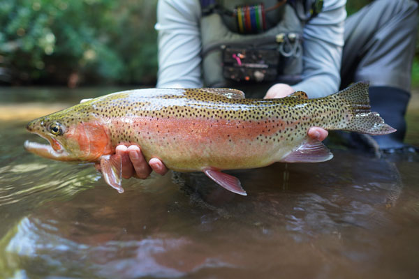 Chattooga River Turning Stone