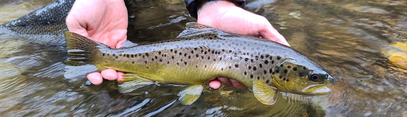 Big Snowbird Creek