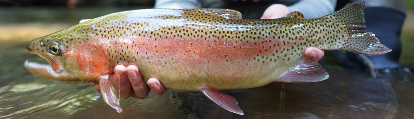 Chattooga-River-Turning-Stones-Fly-Fishing image The Chattooga River