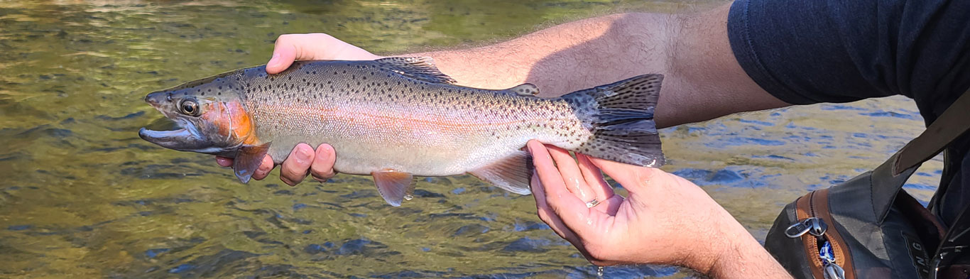 Raven Fork of the Oconaluftee River