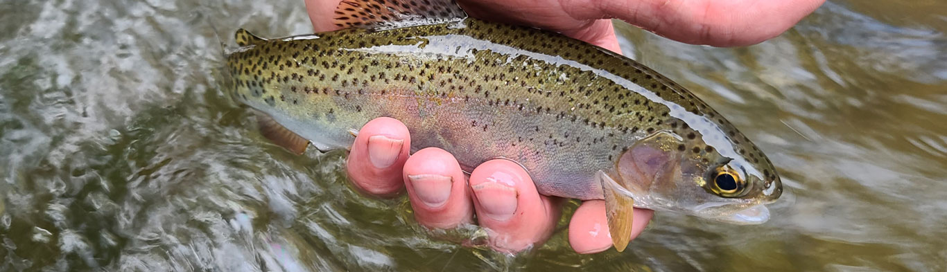 West Fork of the Pigeon River