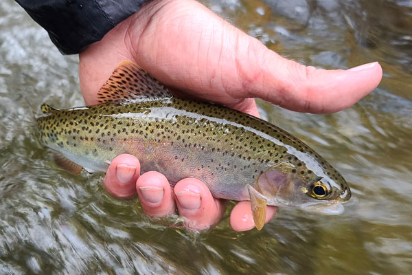 West Fork Pigeon River Turning Stones Fly Fishing