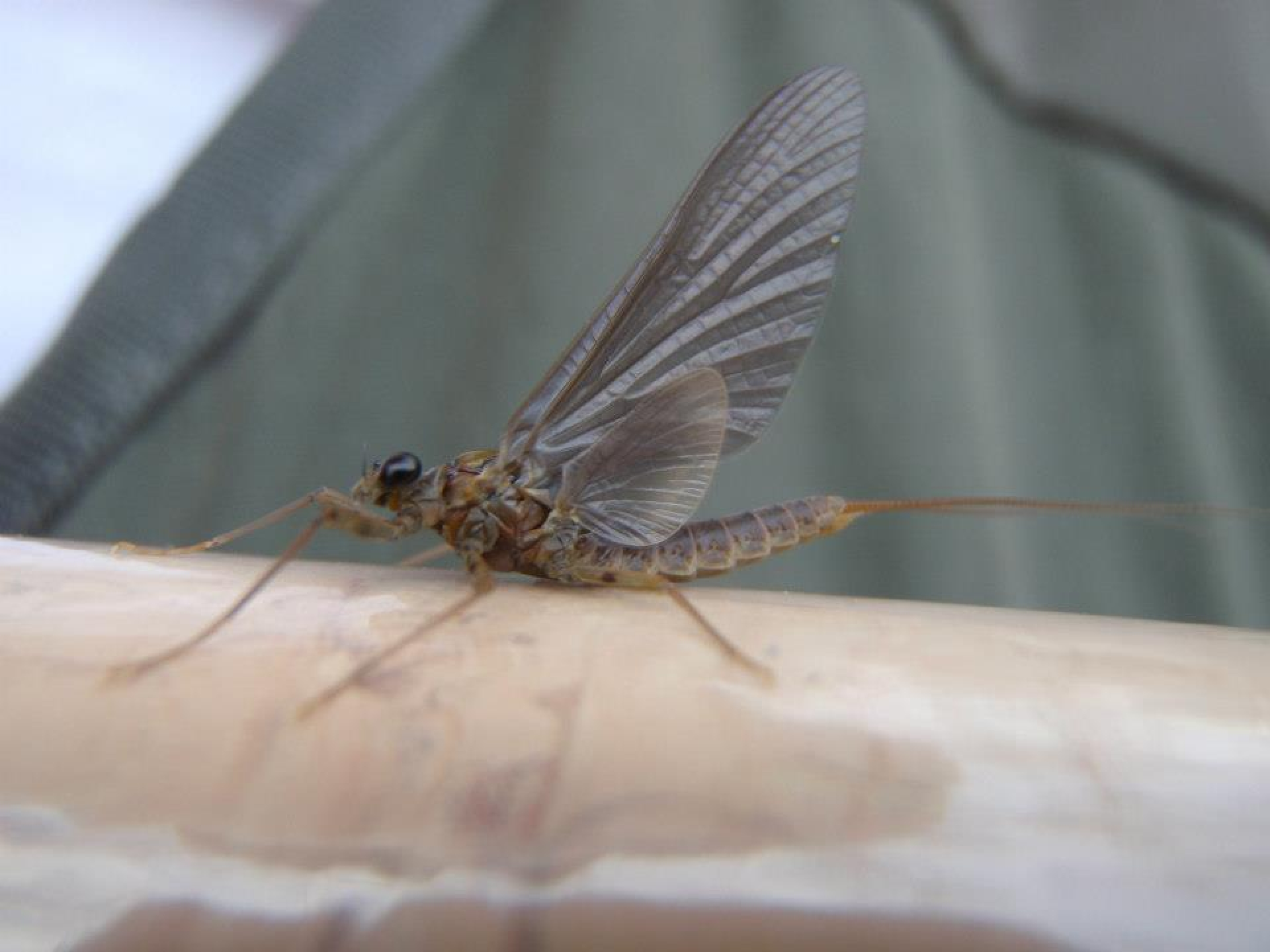 Spring Fly Fishing Western North Carolina