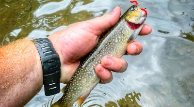 Trout Fishing is the Ultimate Social Distancing Activity