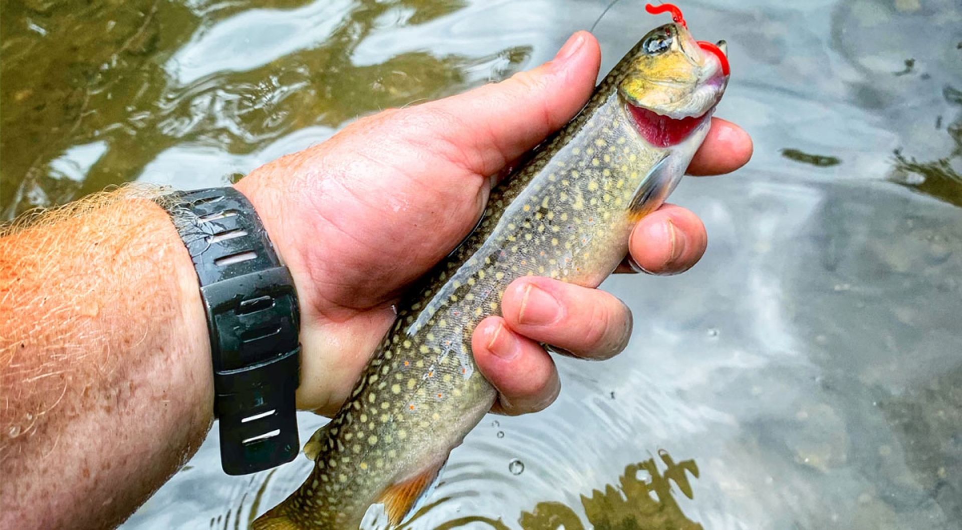 Trout Fishing is the Ultimate Social Distancing Activity