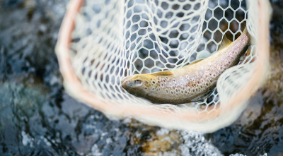 Mountain Heritage Trout Waters