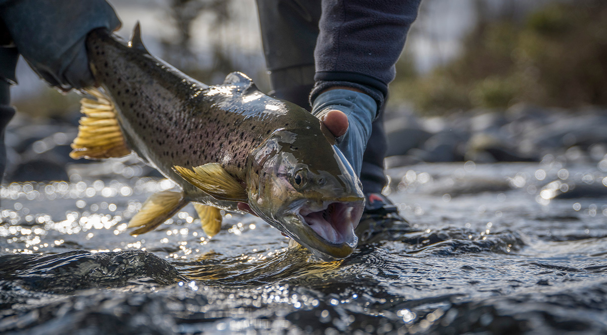 Can You Fly Fish in Winter in Georgia?
