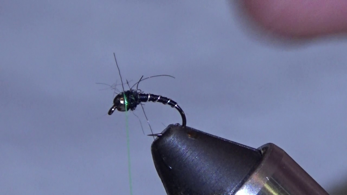 How To Tie a Hot Collar Zebra Midge